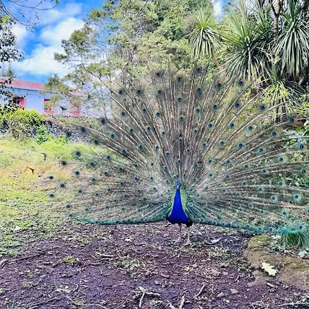 Quinta Estrelinhas By Pontanegraazores Feriehus Angra do Heroísmo